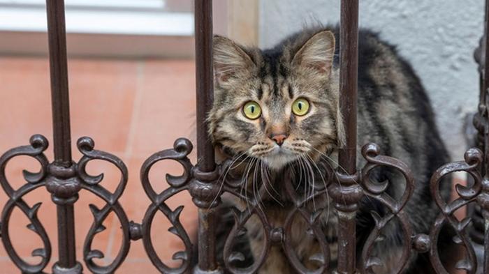 В США выявили первые случаи COVID-19 у котов