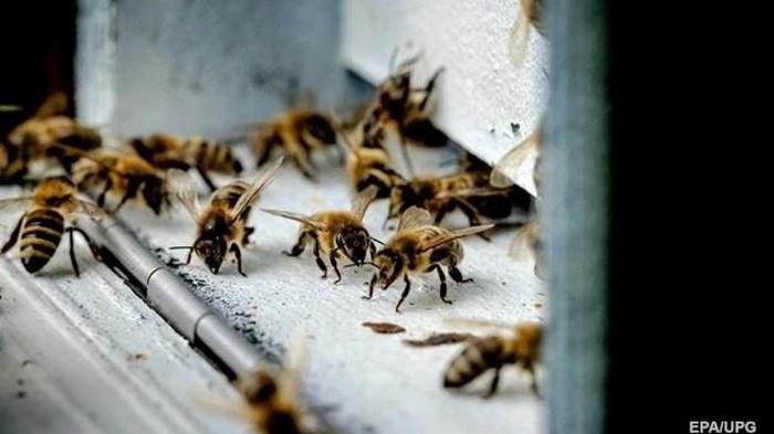 На Сумщине открыли дело из-за массового мора пчел