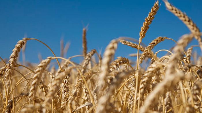 Саудовская Аравия купила 60 000 тонн украинской пшеницы