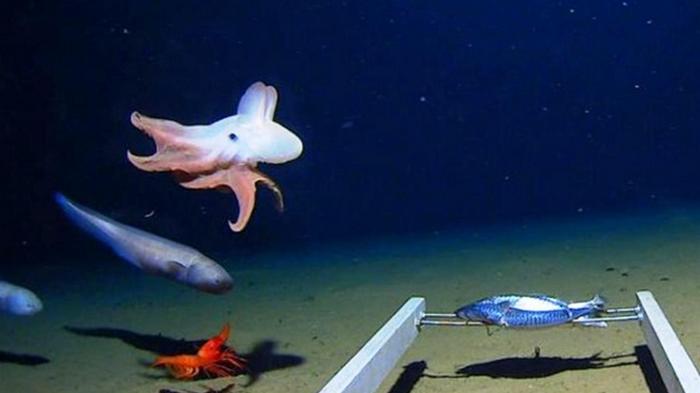 Ученые сняли осьминога на рекордной глубине (фото)