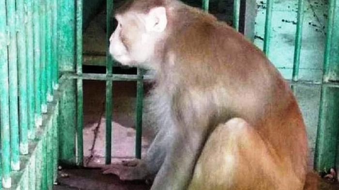 В Индии обезьяна ранила 250 человек