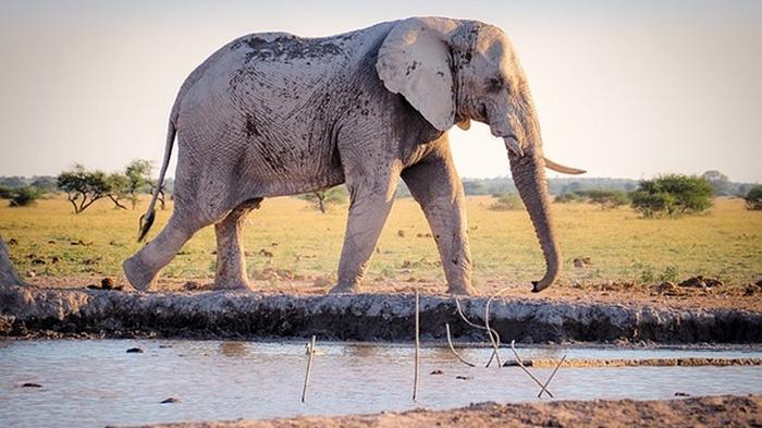 В Африке за месяц загадочно умерли сотни слонов (фото)