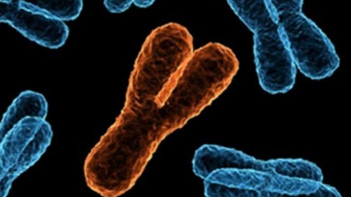Ученые впервые полностью расшифровали Х-хромосому человека