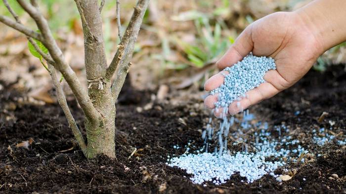 Повышение плодородия почвы с помощью азотных удобрений: виды удобрений