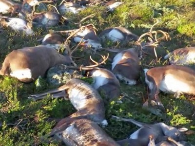 В Норвегии более 300 оленей погибли от удара одной молнии (видео)