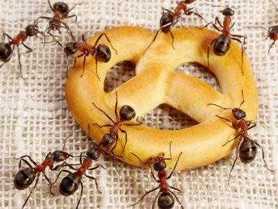 Боремся с муравьями в частном доме
