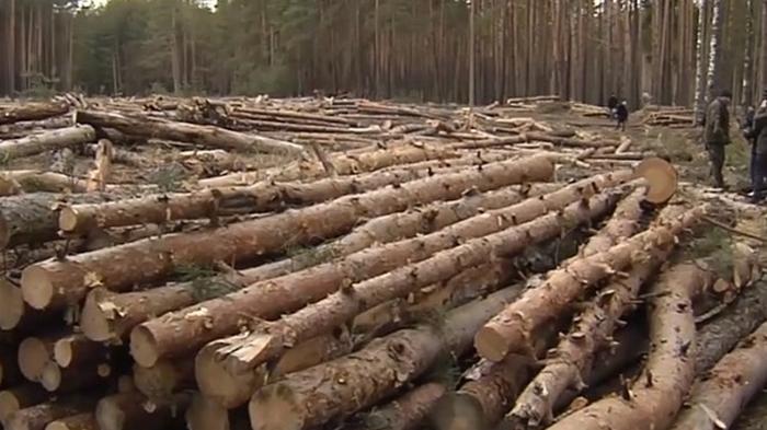 В ООН озвучили масштабы вырубки леса за 30 лет