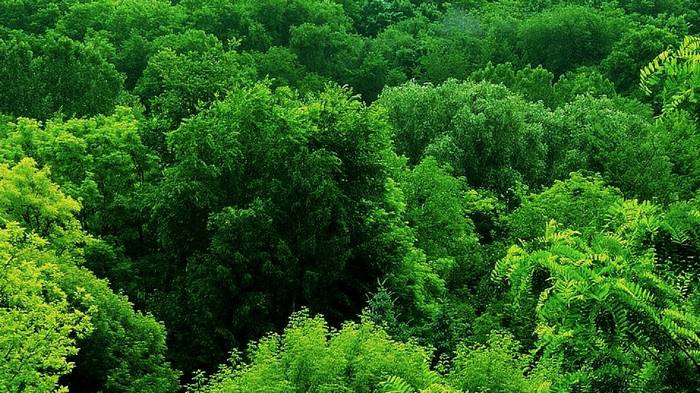 Как правильно выбирать свое лиственное дерево?