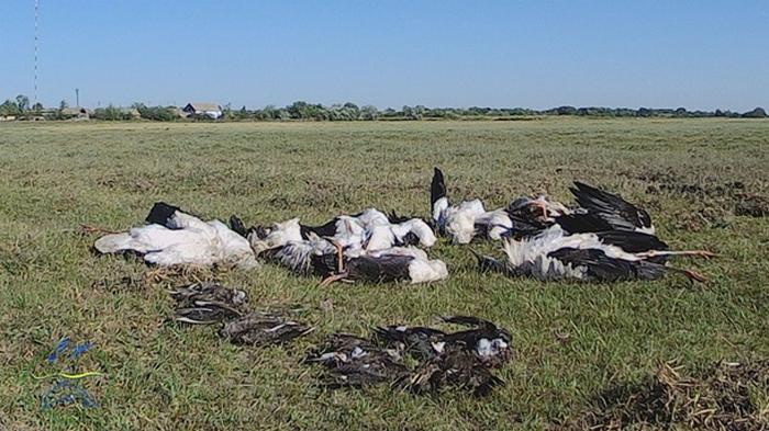 На Одесчине град убил около 300 птиц