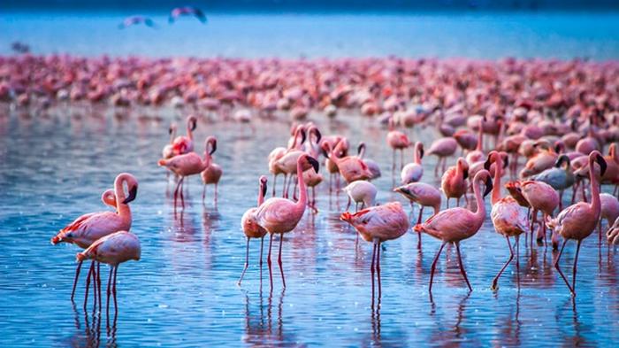Розовые фламинго через 8 лет вернулись на озеро в Кении