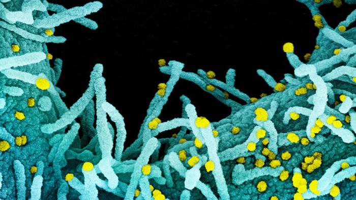 Коронавирус мутирует, но не под человека: это очень радует, говорят биологи Пентагона