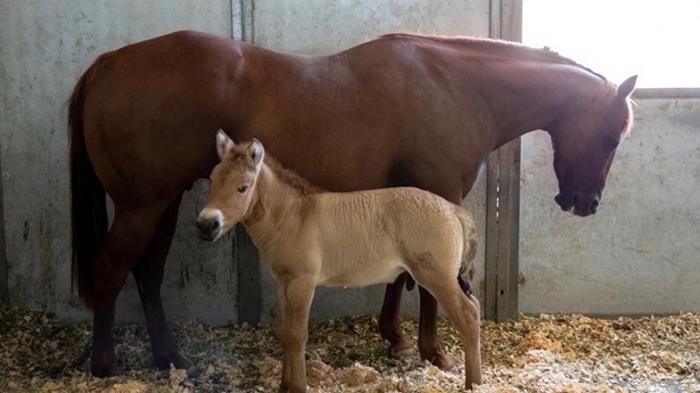 В США клонировали умершую лошадь Пржевальского (видео)