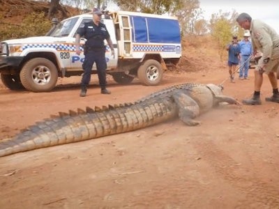 В Австралии поймали гигантского крокодила, который пожирал скот (видео)