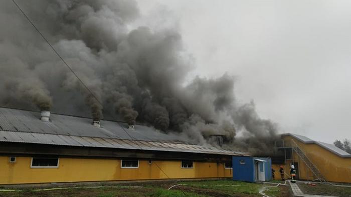 Пожар на прикарпатской ферме уничтожил 2,6 тыс свиней (видео)