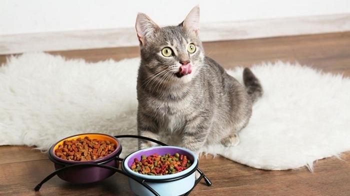 Ученые рассказали, как правильно кормить кошек