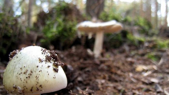 Некоторые грибы в Германии до сих пор фонят чернобыльской радиацией