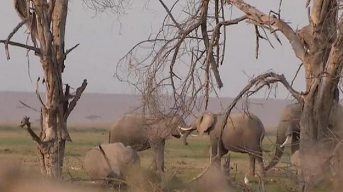 В нацпарке Кении родилось более двухсот слонов (видео)