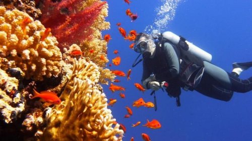 В Австралии создают Ноев Ковчег живых кораллов