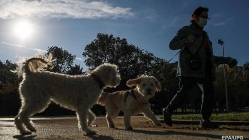 Владельцев собак призвали соблюдать социальную дистанцию между животными