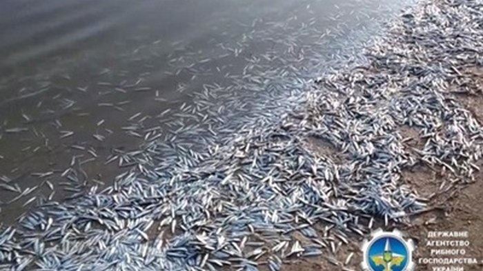 На Запорожье зафиксировали мор рыбы