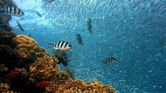 Ученые намерены запретить солнцезащитные кремы, чтобы спасти кораллы