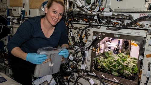 Астронавты собрали на МКС первый урожай редиса (фото)