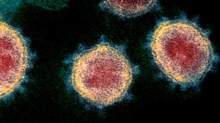 Биологи не нашли признаков генетической перетасовки у коронавируса