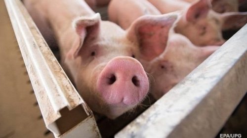 В трех регионах Украины выявили случаи африканской чумы свиней