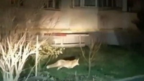В Виннице по улицам бегают дикие лисы (видео)