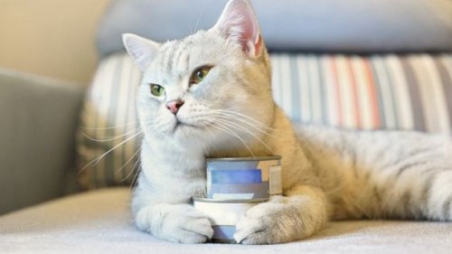 Консервы для кошек: экономия времени и забота о питомце