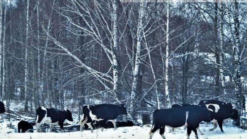 Ученые рассказали, чем дикие коровы из-под Чернобыля отличаются от домашних – фото