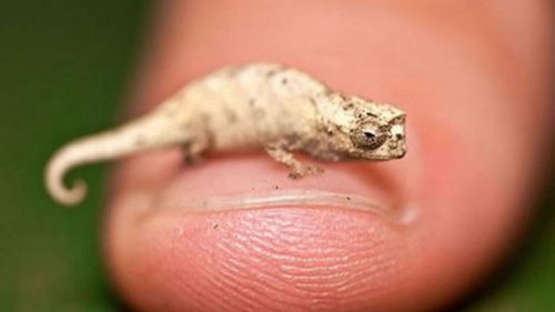На Мадагаскаре нашли самого маленького хамелеона в мире