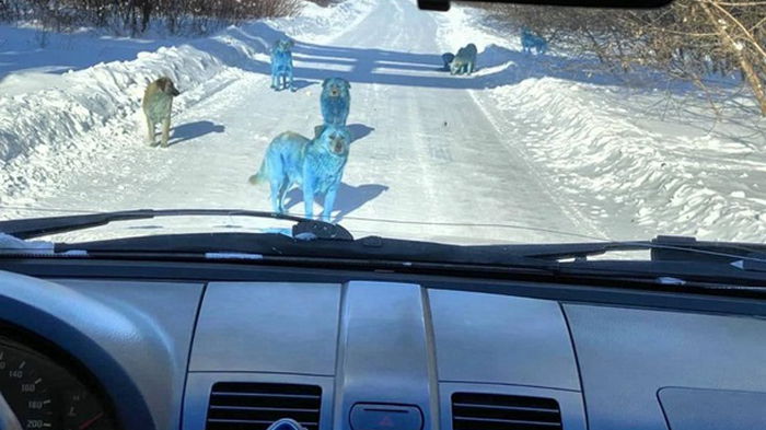 Возле химзавода заметили синих собак (фото)
