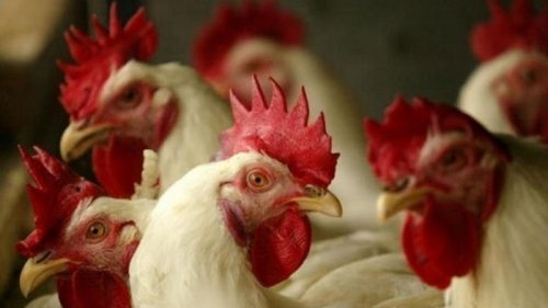 В Нидерландах уничтожат более 120 тысяч кур из-за птичьего гриппа