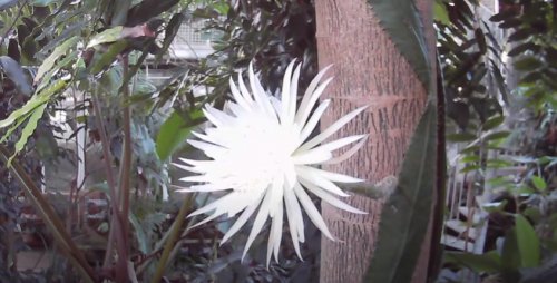 В Британии расцвел редкий амазонский кактус – он цветет всего 12 часов