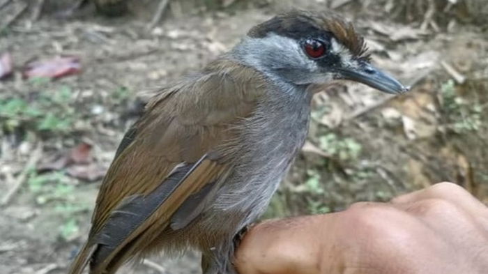 На Борнео заново открыли уникальную птицу (фото)