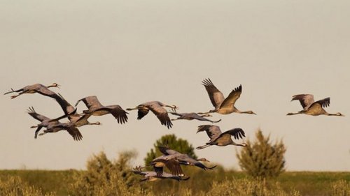 Названа причина смерти птиц в заповеднике на Херсонщине