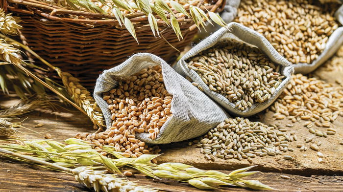 Близкий к рекордному: украинцам пообещали хороший урожай зерна