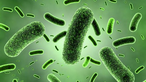 Ученые описали самую древнюю бактерию на Земле