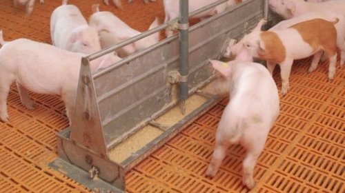 Как изготовить корм для свиней своими руками?
