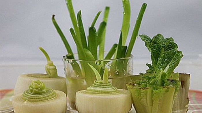 Как вырастить овощи из очистков: познавательный лайфхак