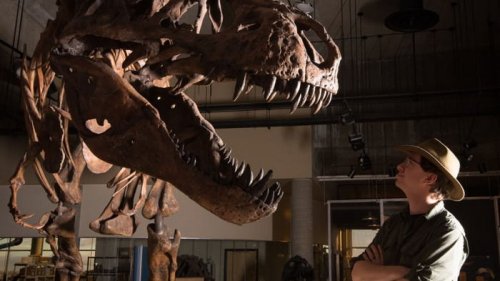 Все не как в кино? Тираннозавры могли охотиться стаями: новое исследование