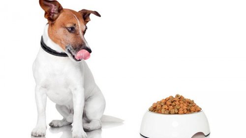Основные преимущества корма 4 лапы для собак