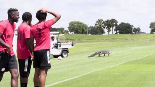 Во время тренировки канадского клуба на поле выбежал аллигатор и напугал футболистов (видео)