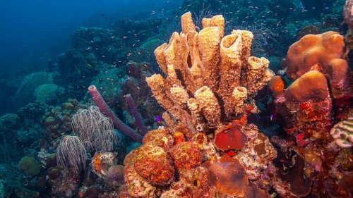 Ученые совершили неожиданное открытие о морских губках