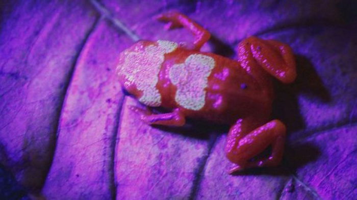 В Бразилии обнаружили маленьких жаб с удивительными костями