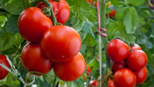 Какие сорта томатов самые популярные для выращивания?