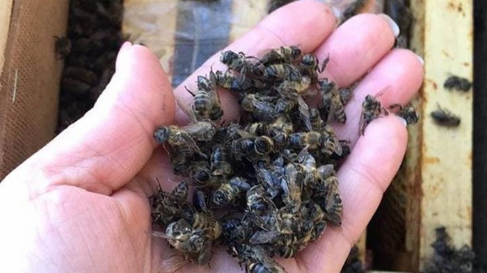 На Закарпатье погибли миллионы пчел при пересылке Укрпочтой (фото)