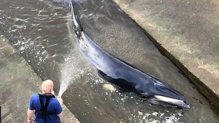 В Лондоне кит застрял на реке Темза (видео)