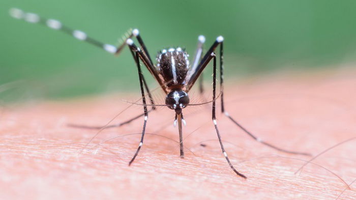 Пять украинцев заболели малярией, один умер